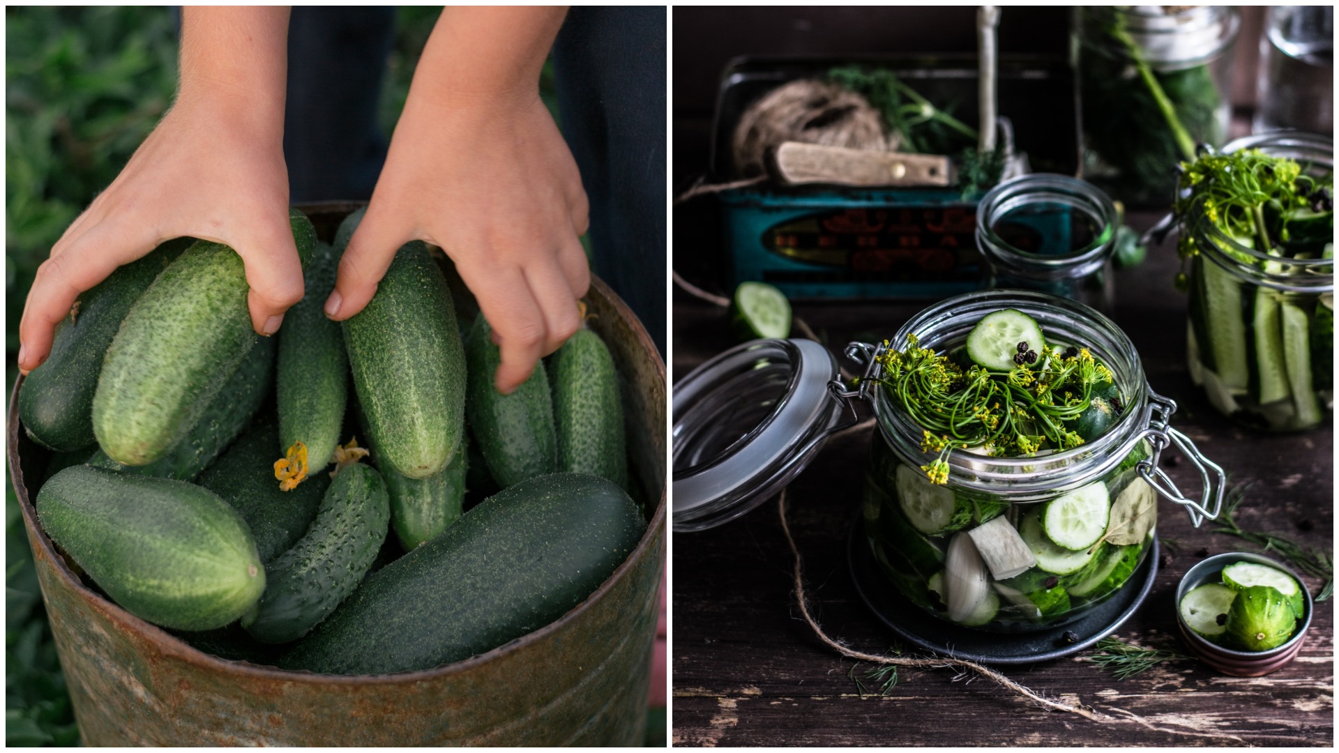 Садовод Кухарев: отдельные сорта огурцов дают богатый урожай в теплицах