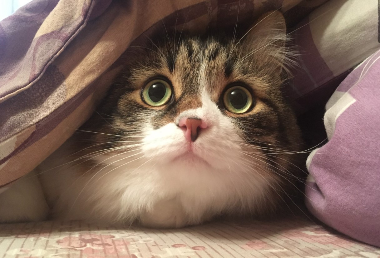 В Пскове ликвидировали «котопритон»: зоозащитники спасли 44 кошки