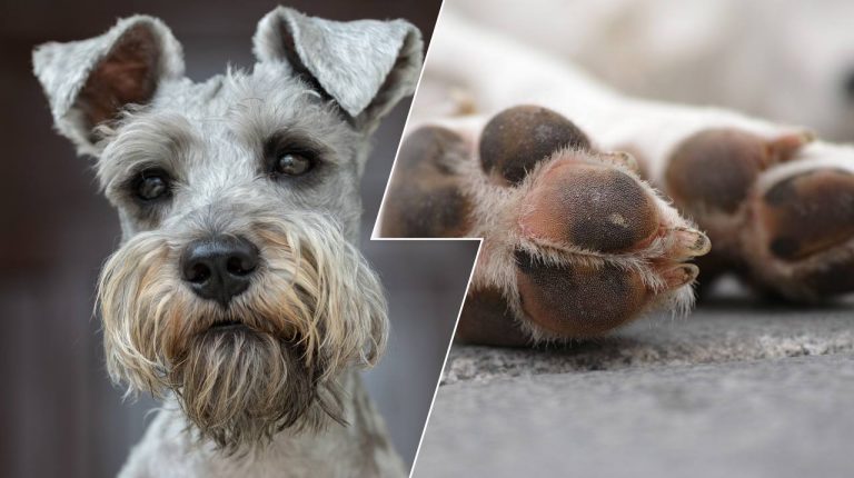 Что происходит с собаками в Чернобыле: выяснилось, как их меняет радиация