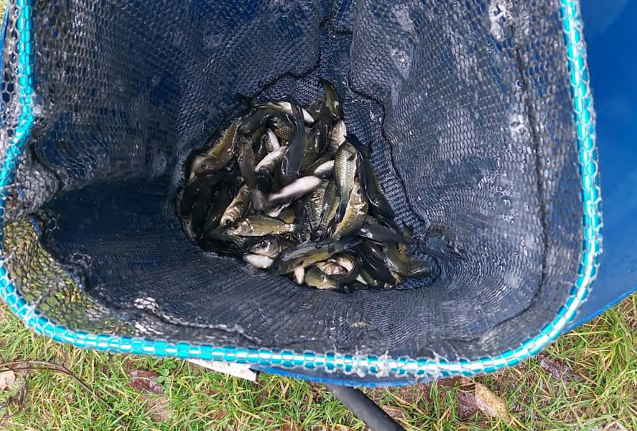 Как защититься от паразитов в рыбе, рассказали в Роспотребнадзоре